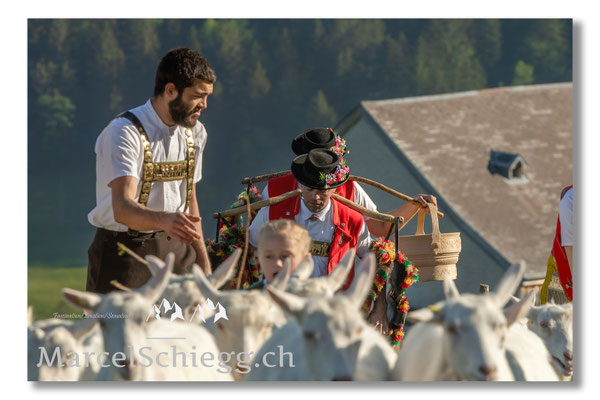 Marcel Schiegg Fotografie, Tradition, Brauchtum, Alpfahrt, Oeberefahre, Appenzell, Appenzellerland, Öberefahre, Alpstein
