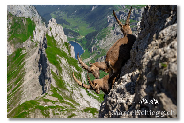 Steinbock/Alpstein Art.-Nr. MZ7-7320