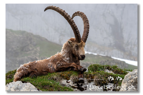 Marcel Schiegg, Marcel Schiegg Fotografie, Alpensteinbock, Steinbock, Wildtiere