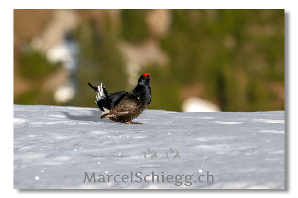 Marcel Schiegg, Marcel Schiegg Fotografie, Birkhuhn, Birkhuhnbalz, Balzplatz, Balzzeit, Wildtiere, Alpstein