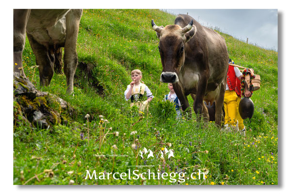 Marcel Schiegg Fotografie, Seealp, Alpstein, Tradition, Brauchtum, Alpfahrt, Oeberefahre, Appenzell, Hornkuh, Braunvieh