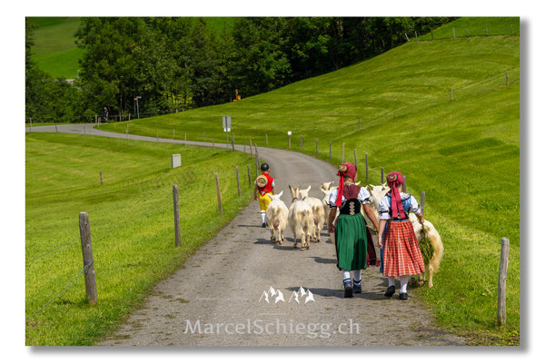 Marcel Schiegg Fotografie, Tradition, Brauchtum, Alpfahrt, Oeberefahre, Appenzell, Appenzellerland, Öberefahre, Alpstein