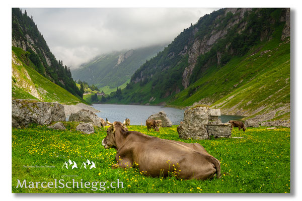 Marcel Schiegg Fotografie, Marcel Schiegg, Fählenalp, Faehlensee, Fählensee, Bollenwees, Alpstein