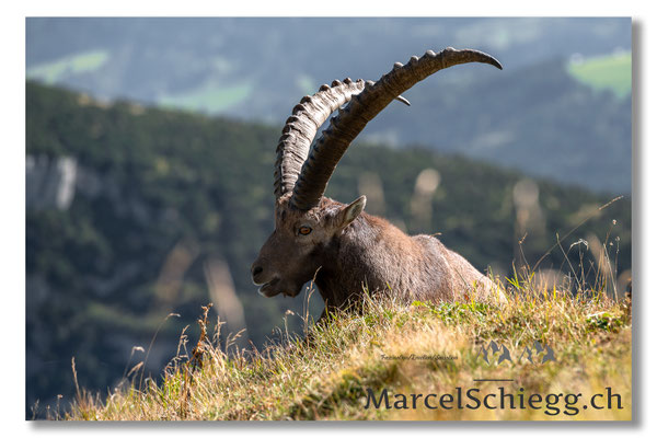 Steinbock/Alpstein Art.-Nr. MZ7-8065