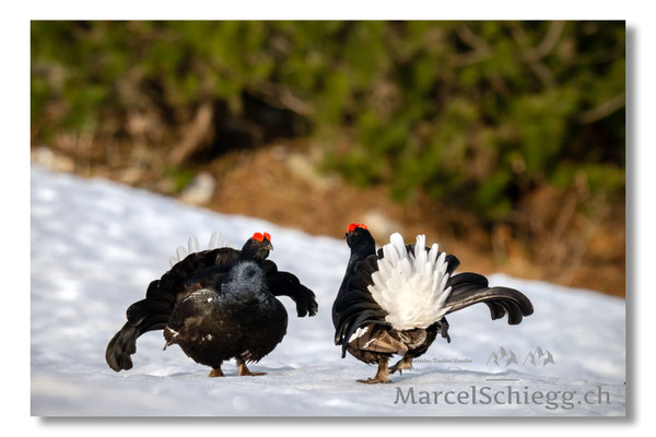 Marcel Schiegg, Marcel Schiegg Fotografie, Birkhuhn, Birkhuhnbalz, Balzplatz, Balzzeit, Wildtiere, Alpstein