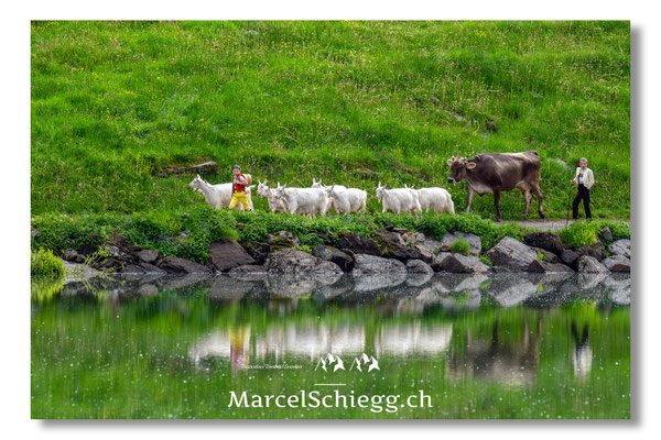 Öberefahre/Alpfahrt Art.-Nr. MZ8-3077/25