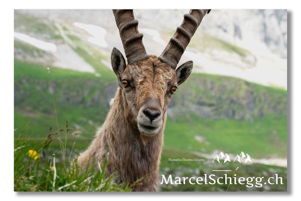 Steinbock/Alpstein Art.-Nr. MS5-4205