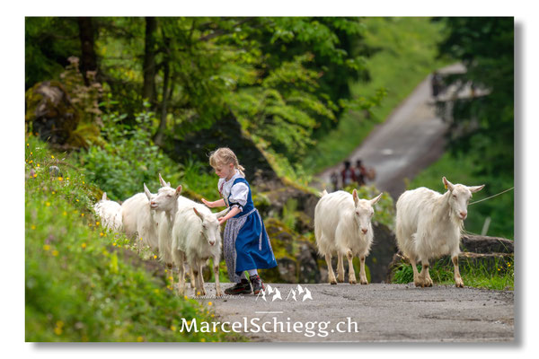 Marcel Schiegg Fotografie, Alpstein, Seealp, Tradition, Brauchtum, Alpfahrt, Oeberefahre, Appenzell, Ziegen