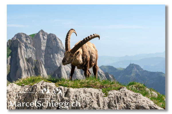 Steinbock/Alpstein Art.-Nr. MS5-5147
