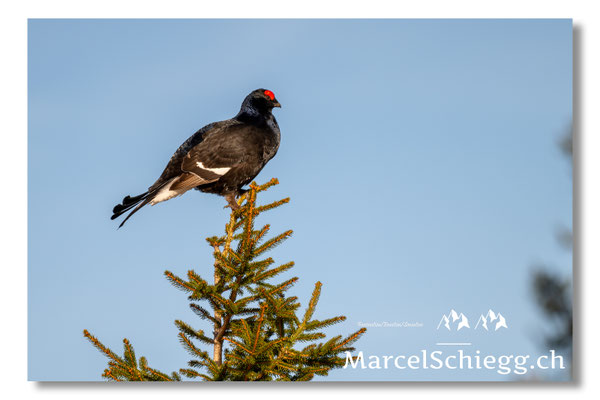 Marcel Schiegg, Marcel Schiegg Fotografie, Birkhuhn, Birkhuhnbalz, Balzplatz, Balzzeit, Wildtiere, Alpstein