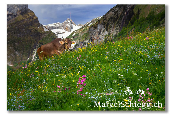 Seealpsee Art.-Nr. MS8-0380