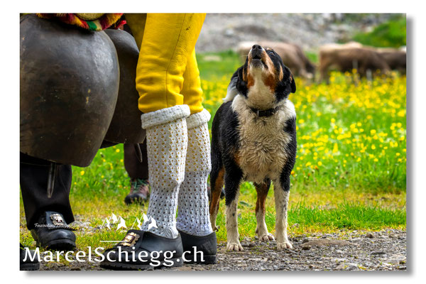 Öberefahre/Alpfahrt Art.-Nr. MZ8-3326/25