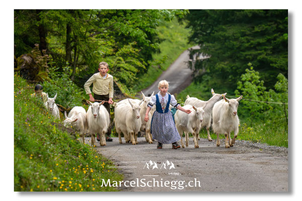 Marcel Schiegg Fotografie, Alpstein, Seealp, Tradition, Brauchtum, Alpfahrt, Oeberefahre, Appenzell, Ziegen