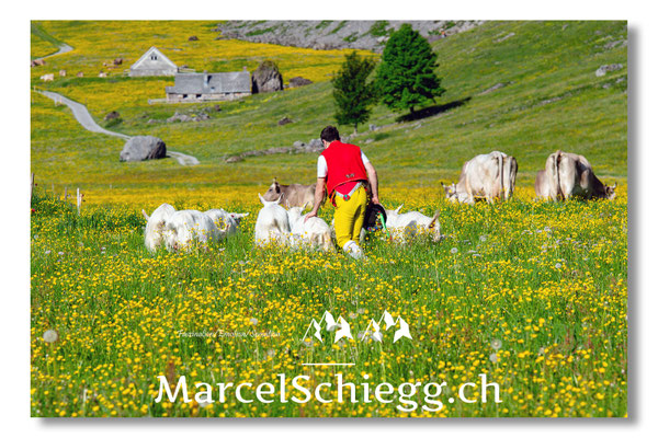 Marcel Schiegg, Tradition, Brauchtum, Alpfahrt, Oeberefahre, Appenzell, Appenzellerziege, Ziege
