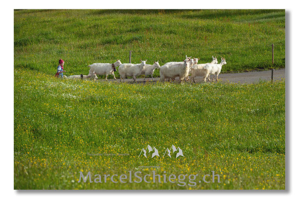 Marcel Schiegg Fotografie, Tradition, Brauchtum, Alpfahrt, Oeberefahre, Appenzell, Appenzellerland, Öberefahre, Alpstein