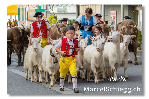 Marcel Schiegg Fotografie, Seealp, Hauptgasse, Tradition, Brauchtum, Alpfahrt, Oeberefahre, Appenzell, Ziegen