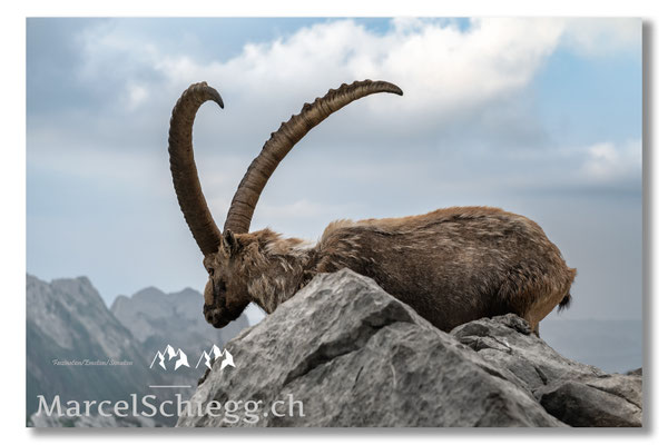 Steinbock/Alpstein Art.-Nr. MZ7-7156