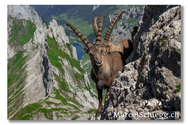 Steinbock/Alpstein Art.-Nr. MZ7-7392