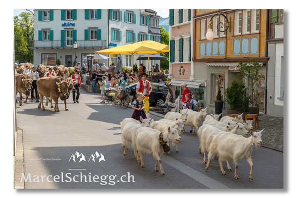 Marcel Schiegg Fotografie, Tradition, Brauchtum, Alpfahrt, Oeberefahre, Appenzell, Appenzellerland, Öberefahre, Hauptgasse