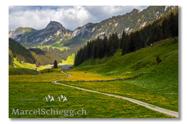Plattenbödeli/Sämtisersee/Rheintaler Sämtis Art.-Nr. MZ7-2890