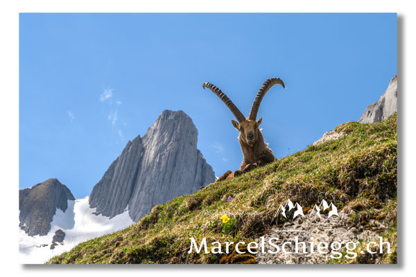 Steinbock/Alpstein Art.-Nr. MZ7-2022/22