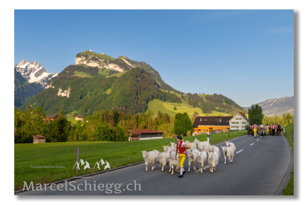 Marcel Schiegg Fotografie, Tradition, Brauchtum, Alpfahrt, Oeberefahre, Appenzell, Appenzellerland, Öberefahre, Alpstein