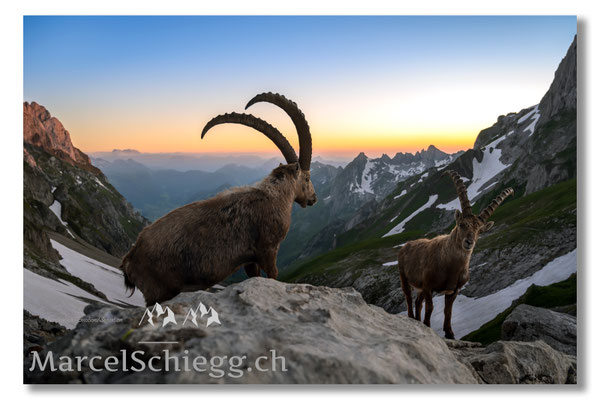 Steinbock/Alpstein Art.-Nr. MZ7-2744