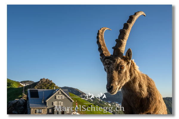 Steinbock/Rotsteinpass Art.-Nr. MZ7-2828