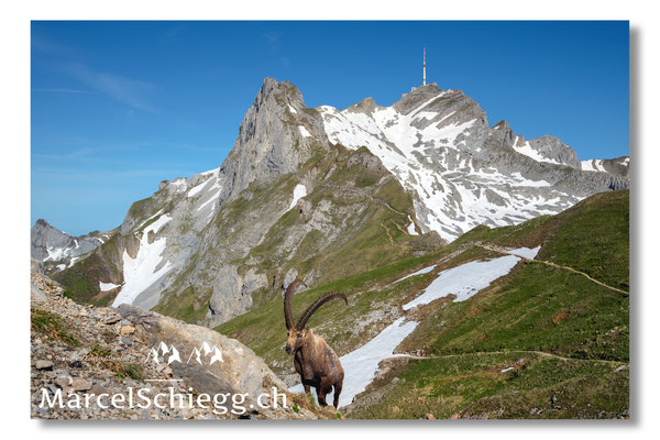 Steinbock/Alpstein Art.-Nr. MZ8-3977/25