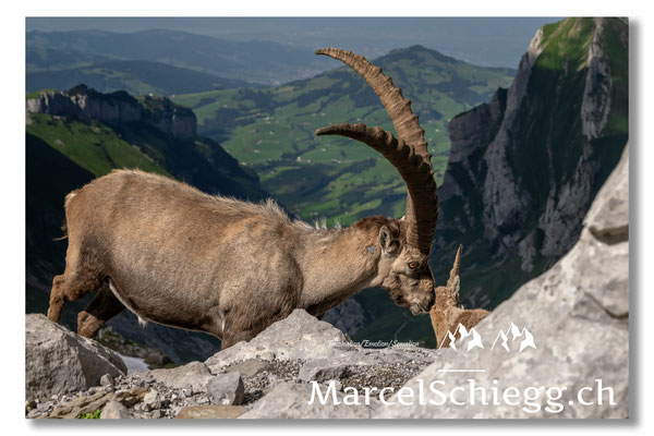 Steinbock/Alpstein Art.-Nr. MZ7-8684
