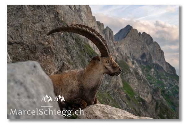 Steinbock/Alpstein Art.-Nr. MZ7-3837