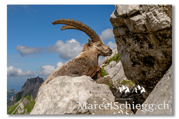 Steinbock/Alpstein Art.-Nr. MZ7-8619