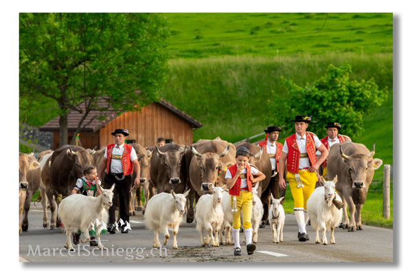 Marcel Schiegg Fotografie, Tradition, Brauchtum, Alpfahrt, Oeberefahre, Appenzell, Sämtis