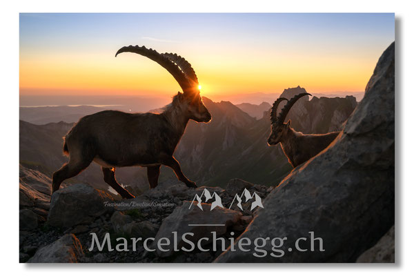 Steinbock/Alpstein Art.-Nr. MZ8-5798/25