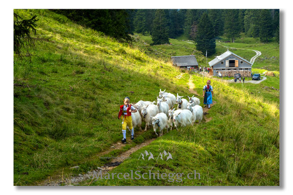 Marcel Schiegg Fotografie, Tradition, Brauchtum, Alpfahrt, Oeberefahre, Appenzell, Appenzellerland, Öberefahre, Alpstein, Alp Soll
