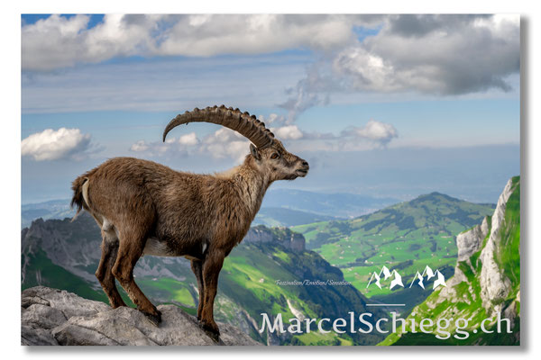Steinbock/Alpstein Art.-Nr. MZ7-8660
