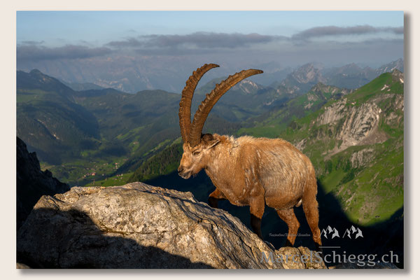 Steinbock/Alpstein Art.-Nr. MZ7-2851