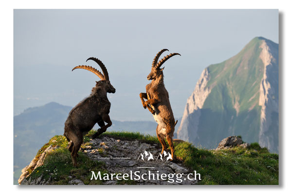 Steinbock/Alpstein Art.-Nr. MZ8-5112/25