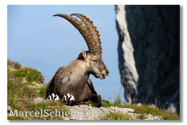 Marcel Schiegg, Marcel Schiegg Fotografie, Alpensteinbock, Steinbock, Wildtiere