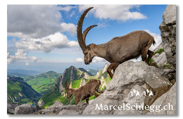 Steinbock/Alpstein Art.-Nr. MZ7-8637