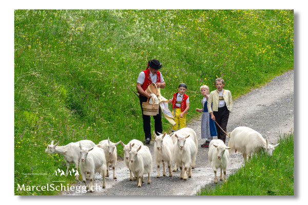 Marcel Schiegg Fotografie, Alpstein, Seealp, Tradition, Brauchtum, Alpfahrt, Oeberefahre, Appenzell, Ziegen