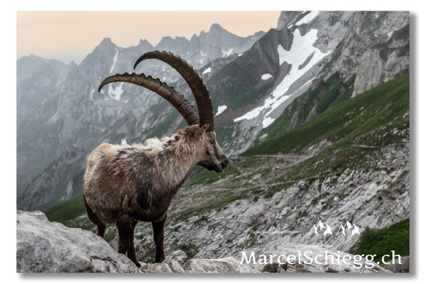 Steinbock/Alpstein Art.-Nr. MZ7-7180