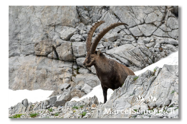 Steinbock/Alpstein Art.-Nr. MS5-4017