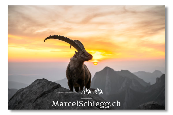 Steinbock/Alpstein Art.-Nr. MZ8-5201/25