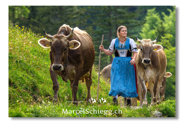 Öberefahre/Alpfahrt Art.-Nr. MZ8-3183/25