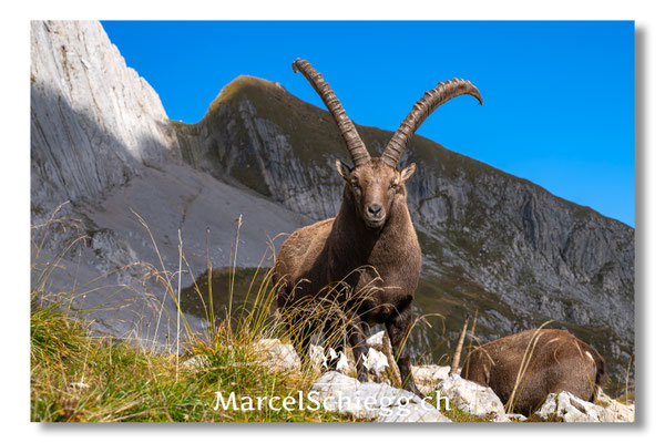 Steinbock/Alpstein Art.-Nr. MZ8-9848/25
