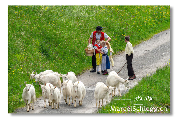 Marcel Schiegg Fotografie, Alpstein, Seealp, Tradition, Brauchtum, Alpfahrt, Oeberefahre, Appenzell, Ziegen