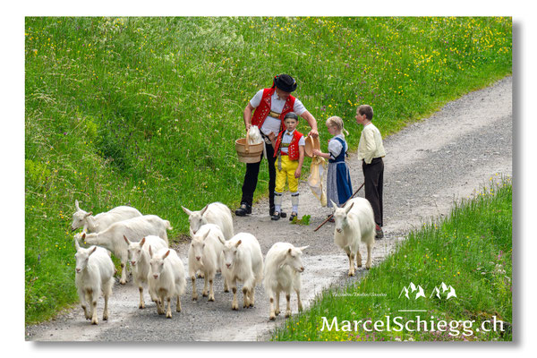 Marcel Schiegg Fotografie, Alpstein, Seealp, Tradition, Brauchtum, Alpfahrt, Oeberefahre, Appenzell, Ziegen