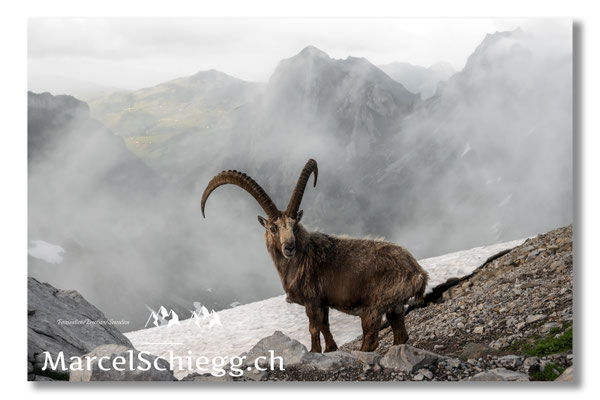 Marcel Schiegg, Marcel Schiegg Fotografie, Alpensteinbock, Steinbock, Wildtiere