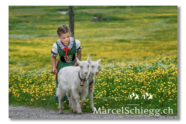 Marcel Schiegg Fotografie, Tradition, Brauchtum, Alpfahrt, Oeberefahre, Appenzell, Alpstein, Sämtis, Ziege